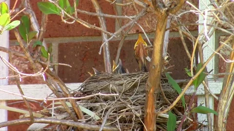 Busy Robins Stock Footage 49935073