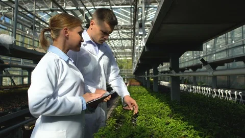 Busy scientists checking seedlings of newly bred plant in greenhouse, research Stock Footage 118926773