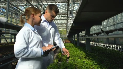 Busy scientists checking seedlings of newly bred plant in greenhouse, research Видео 118963721