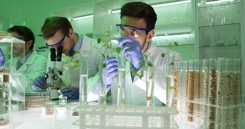 Busy Scientists Men Working on Modified Plants Studying Seedlings in Laboratory Stock Footage 88125818