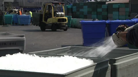 Busy Seafood Packing Yard Ice Forklift Economy Export Industry Movement Working Stock Footage 30699424