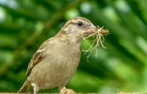 The busy sparrow Stock Photos