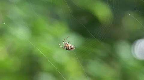 Busy Spider weaving web against lush green background. Stock Footage 54949719