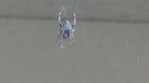 Busy Spider in web Stock Footage 10572536