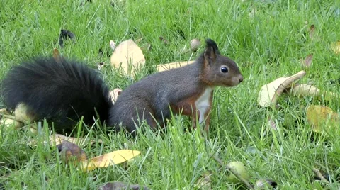 The busy squirrel Stock Footage 887763