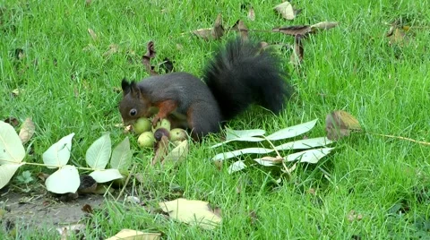 The busy squirrel Stock Footage 887776