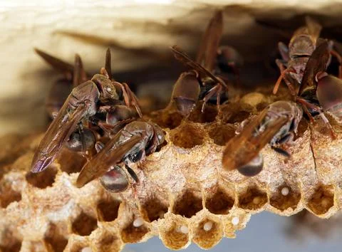 Busy wasps Stock Photos