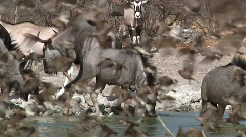 Busy Waterhole Video stock 62506467