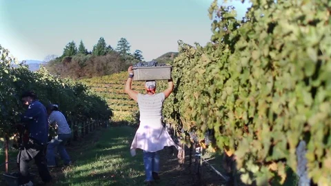 Busy Wine Grape Harvest with Vineyard Workers Stock Footage
