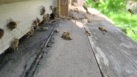 Busy worker bees flying in and out of hive entrance carrying nectar and pollen Stock Footage 332681014