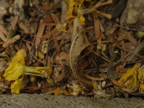 Busy Working Ants Stock Footage 77149427