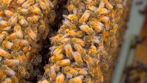 Busy working beehive close up Stock Footage 112363562