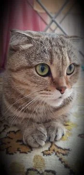 Busya at home 写真素材