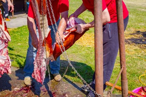 Butcher cuts the pig on half, chops it into smaller pieces Stock Photos