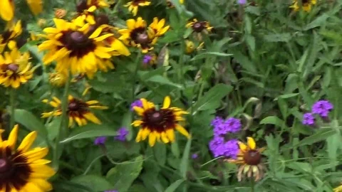 Butcher Gardens Stock Footage 74143046