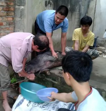 The butcher kill pig Stock Photos