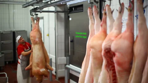 Butcher with pork carcasses 스톡 동영상 59869849