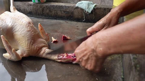 Butcher processing freshly killed hen for cooking Stock Footage 311133480