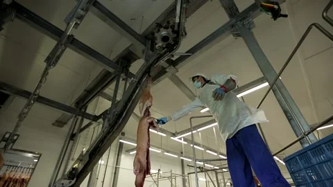 Butcher is using sharp knife and cutting the raw pig on two halves Stock Footage 236723025
