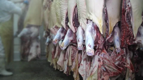 Butcher working in the slaughterhouse Stock Footage 37863132