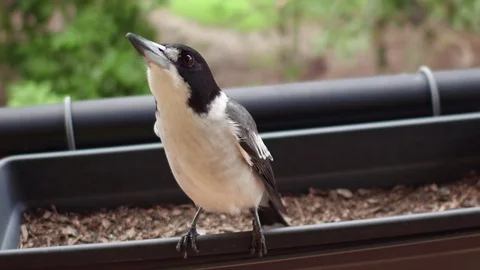 Butcherbird accepts cheese Stock Footage 73826105