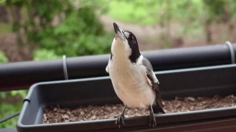 Butcherbird close up Stock Footage 73827018