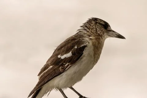 Butcherbird Feathers On Blank Background Stock Photos