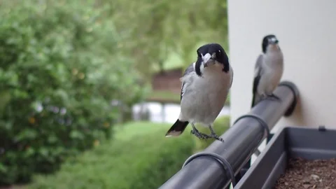Butcherbird skips to camera Stock Footage 73827660