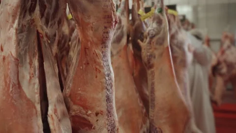 Butchered Animal Carcasses on Rails in Meat Hanging Cooler Stock Footage 340262718