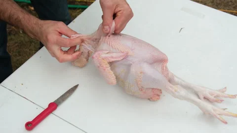 Butchered chicken being processed after plucking preparing poultry for gutting Stock Footage 250946522