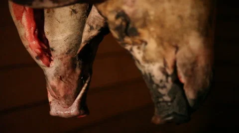 Butchered pigs Stock-Footage 44821619