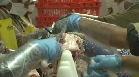 Butchering chicken line at processing plant Stock Footage 43334113