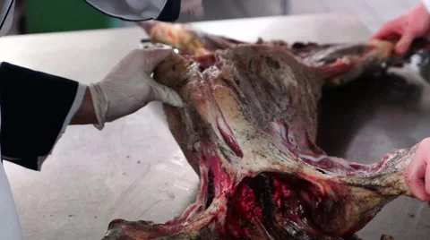 Butchering sheep Stock Footage 48171331