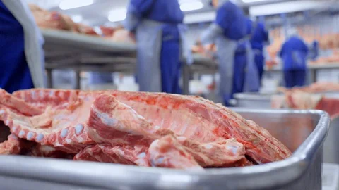 Butchers cut pork at the meat processing plant in the cutting shop. Stock-Footage 129579984