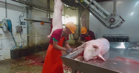 Butchers Manually Pulling Nails From Foot Of Pig Carcass By Special Tool Stock Footage 209969771