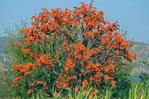 Butea monosperma, flame of the forest Stock Photos