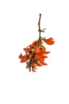 Butea monosperma flower isolated on white background Stock Photos