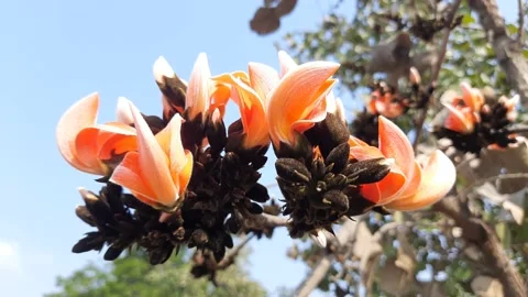 Butea monosperma flowers. 库存影片 137688883