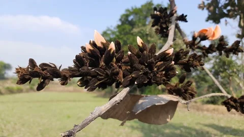 Butea monosperma flowers. Video stock 137688884