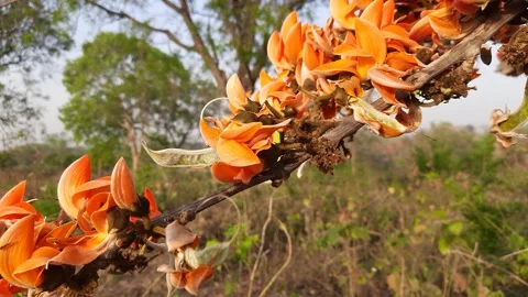 Butea monosperma flowers. Stock Footage 172569655