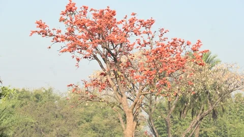 Butea monosperma flowers. Stock Footage 304586485