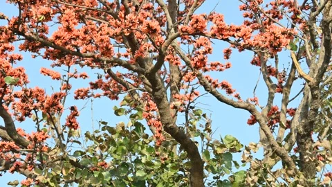 Butea monosperma flowers. Stock Footage 304586929