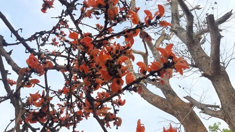 Butea monosperma flowers in tree. Stock Footage 150866338