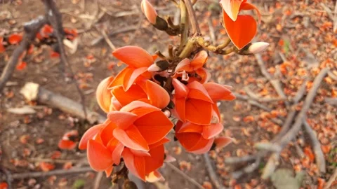 Butea monosperma flowers in tree. Stock Footage 150866343