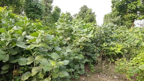 Butea monosperma forest. Stock Footage 213867611