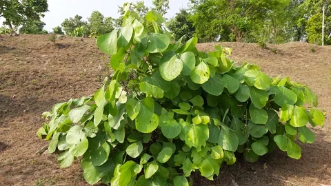 Butea monosperma plant. Stock Footage 189773531