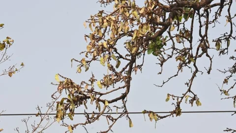 Butea monosperma pods in the tree. Stock Footage 313743853