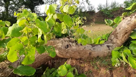 Butea monosperma tree fallen in a storm. Stock Footage 220869130