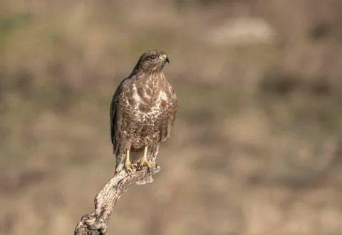 Buteo, common, buzzard, 스톡 사진