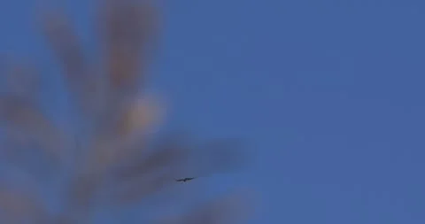 Buteo Lacepede buzzard in slow motion Video stock 295649915